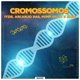 Cromossomos feat Iyzis Arcanjo Ras Pump Killa Ragg Single