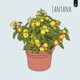 Lantana Single