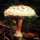 Mushroom Much LP
