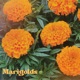 Marigolds Single