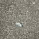my dog puked this out feat Afxckingkid Broke chic Toxik Single