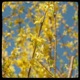 Forsythia Single