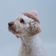 DOG WIF HAT Meme Song Single