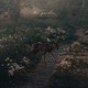 the garden Instrumental Single