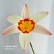 A New Day Cool Mix Single