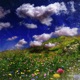 flower field fallout Single