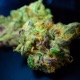 Gelato Single