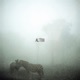 Foggy Safari EP