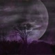 Moonlight Single