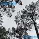 The Tide Acoustic Ukulele Version Single