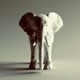 White Elephant Single