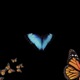 Butterflies Single