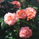Flowers Single