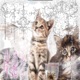 CAT Single