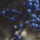 Blueberry AK feat Samson Ivy Single
