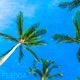 Flexia Single