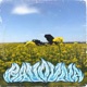 Bavovna Single