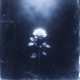 roseveil Single