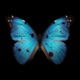 Butterflies Single