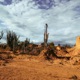 Sonoran Ambush Single
