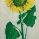 Floare Single