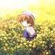 Canola Single