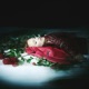 Bed Of Roses Single