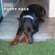 Puppy Face Single