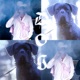 Dog of Light Single