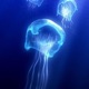 Ocean Single