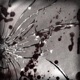 shattered in glamour Single
