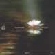 waterlily stripped Single