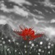 Mi Flor Single