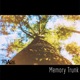 Memory Trunk Single