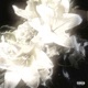 Beaten Single