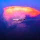 Windshear Single