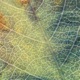 Beneath the Canopy Single