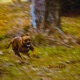Zoomies Single