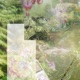 Forest of quiet echoes Single