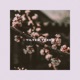 Tilted Trees Single
