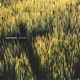 Found in the Field Live