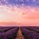 Lupin Single