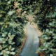 candid trails Single
