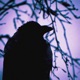 Shadows Single