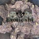Exotic shi Single