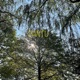 Cantu Single