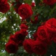 Smell the Roses feat Jonum Single