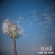 Feel The Wind Single
