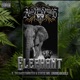 Elephant Single
