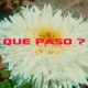 Que Paso Single